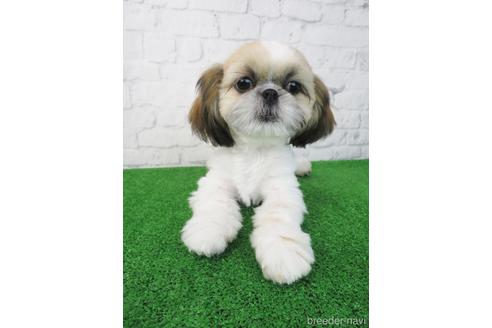 成約済の大阪府のシーズー-197266の5枚目